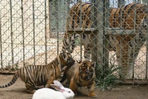 Lạ lùng con thỏ thu phục được cả hổ, báo