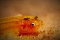 5 sinh vật bạn không muốn sống cùng