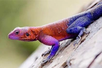 Thằn lằn "siêu nhân" có hình dáng thế nào?