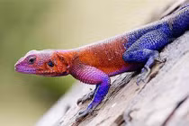 Thằn lằn "siêu nhân" có hình dáng thế nào?