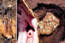 Rợn người xem cảnh tượng bắt trăn