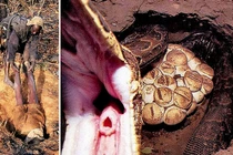 Rợn người xem cảnh tượng bắt trăn