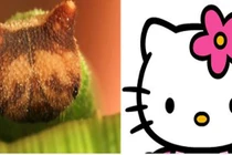 Kỳ quái loài sâu có khuôn mặt... mèo Hello Kitty
