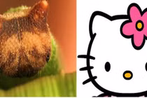 Kỳ quái loài sâu có khuôn mặt... mèo Hello Kitty