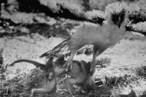 Đứng tim xem đại bàng ẩn sỹ vương miện săn... khỉ