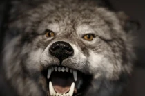 Sự ma quái ở vùng rừng thẳm Amazon