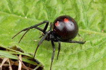 10 điều lầm tưởng kỳ lạ về loài nhện