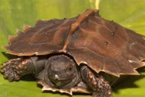  Rùa VN lọt Top các loại rùa dị nhất thế giới