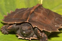  Rùa VN lọt Top các loại rùa dị nhất thế giới