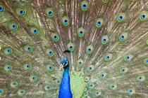 Chiêu “khoe hàng”, tỏ tình cực độc của động vật