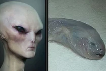 Động vật có khuôn mặt của “người ngoài hành tinh“