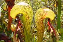 Những loài cây “sát thủ” tàn bạo nhất thế giới