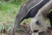 Kỳ thú loài vật “mang” gấu trúc dưới chân