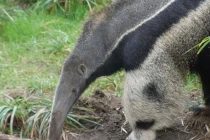 Kỳ thú loài vật “mang” gấu trúc dưới chân