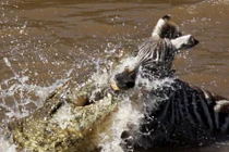 Kinh hoàng giây phút cá sấu chộp ngựa vằn