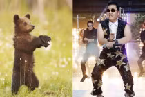 Gấu nhảy... Gangnam Style siêu dễ thương