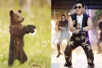Gấu nhảy... Gangnam Style siêu dễ thương