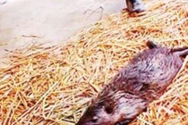 Bắt được chuột “thành tinh” dài 1m... chém không đứt