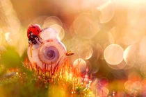 Ngắm những hình ảnh macro đẹp đến ma mị