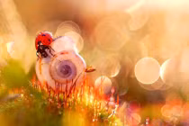 Ngắm những hình ảnh macro đẹp đến ma mị