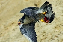 Tận mục pha săn mồi đẫm máu của chim ưng