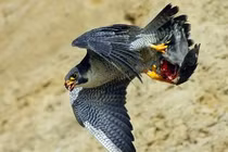 Tận mục pha săn mồi đẫm máu của chim ưng