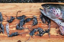  Sốc: Cá hồi ăn thịt... 20 con chuột chù