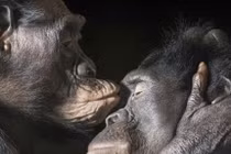 Những thú vui “bệnh hoạn” của thế giới động vật