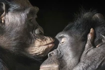 Những thú vui “bệnh hoạn” của thế giới động vật