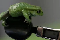 Đủ "trò" khám cân nặng động vật của con người