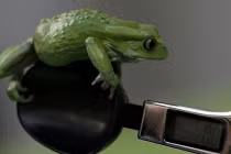 Đủ "trò" khám cân nặng động vật của con người