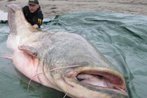 Những thủy quái khủng bị con người chinh phục (21)