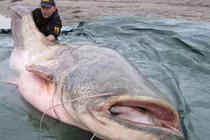 Những thủy quái khủng bị con người chinh phục (21)