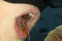 Kỳ quái dùng tôm “đánh răng“