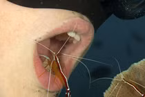 Kỳ quái dùng tôm “đánh răng“