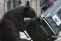 Điểm danh động vật “tội phạm” cực kỳ nguy hiểm