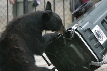 Điểm danh động vật “tội phạm” cực kỳ nguy hiểm