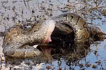 Kinh hoàng trăn “quái vật” nuốt chửng con mồi “khủng”(13)