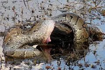 Kinh hoàng trăn “quái vật” nuốt chửng con mồi “khủng”(13)