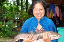 Cá lóc 'khủng' 6kg sa lưới người dân Kiên Giang