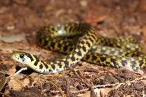 Điểm mặt những loài rắn quái dị nhất thế giới