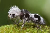 Kỳ dị loài “kiến” găm “kim” khắp người