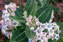 Nhận diện những loài hoa “tử thần” của Việt Nam