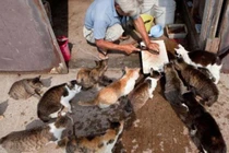 Tận mục hòn đảo mèo là ... bá vương