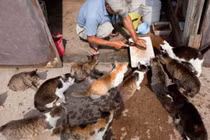 Tận mục hòn đảo mèo là ... bá vương