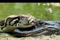 Tử chiến ác liệt giữa cá sấu và trăn (1)