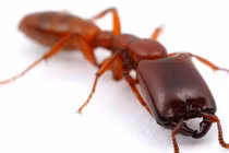 Những sát thủ nhỏ bé... giết người hàng loạt