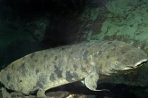 Kỳ lạ chú “cá nhà" sống thọ như người