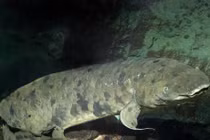 Kỳ lạ chú “cá nhà" sống thọ như người