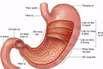 Nguyên nhân đàn ông dễ bị ung thư dạ dày